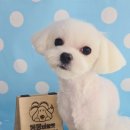 몽몽바블펫# 이미지