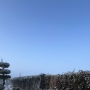 목화