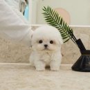 부산강아지분양 테디럽 명지본점 | 진해강아지분양 테디럽에서 맞이한 소중한 순간