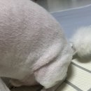 배뙈지 | [공지] 데일리 케어 가능한 강아지 영양제 &#34; 메이드인랩 조인트 터마신 맥스 관절 영양제 &#34; 후기!