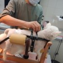 더독동물병원 이미지