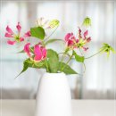 내가 제일 좋아하는 백합 : 글로리오사 릴리(Gloriosa Lily) 이미지