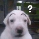 부르멍 펫택시 | 나에게 여름은 좀 약간... 부패한 느낌?!