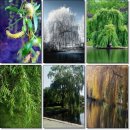 버드나무 (식물)의 종류 [Salix koreensis]의 효능 이미지