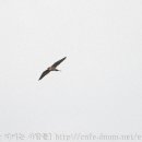 고성리-18 이미지