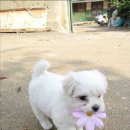 꽃보다 이쁘개 이미지