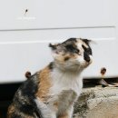 도리도리 이미지