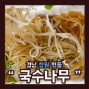 국수나무 이미지