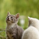 동물은내친구 이미지