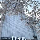 서울 근교 벚꽃 야장 “다조아 호프” 의정부 회룡역 벚꽃 뷰 술집 웨이팅 후기