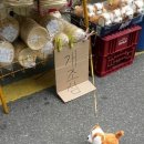 으르렁대 이미지