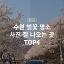 경기도 수원시 팔달구 수원천로392번길 | 수원 벚꽃 명소 4곳 총정리 (2026 개화시기) 사진 잘 나오는 곳 TOP4