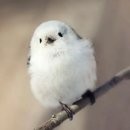 거기시켜 덮밥&간식 강동점 | [삿포로 여행] 흰그림자 비에이 투어 솔직 후기 :: 여유롭고 편안했던 비에이 투어 (가이드님 좋아요!)