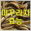 미꾸라지의 효능 이미지