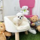 유앤미펫 강아지분양 고양이분양 일산점 이미지