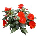 범철스님 - 나무아미타불정근(소스수정) 이미지