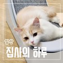 집사의 하루 일산점 | 집사의 하루 일산점 유기묘카페 내돈내산 방문 후기 주차팁