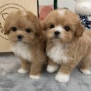 릴스퍼피 강아지분양 일산점 네이버블로그