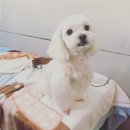 개컷 이미지