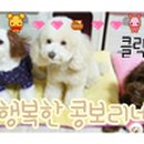 콩보리네 이미지