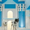 하랑이랑 애견카페 이미지