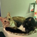 DS동물병원 이미지