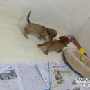 리코리아몰 이미지