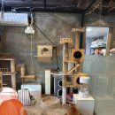 방이119안전센터 | [서울 유기견봉사] 동물구조119 입양센터 | 문래역 유기견 봉사 신청방법 &amp; 주말 오전 봉사 후기