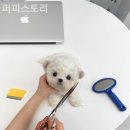 퍼피스토리 이미지