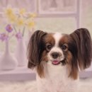 화사하개 이미지