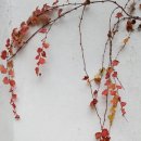 선화여인숙 이미지