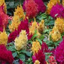 꽃피는 닭갈비 이미지