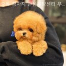 오독 강아지 안심분양센터 부산점 | 부산강아지분양 오독 강아지 안심분양센터 부산점 경제적이고 합리적인 분양업체