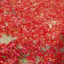 한샘농장 이미지