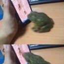 개구리PC 이미지