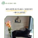 나무갤러리 Daum카페
