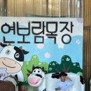 보람목장 | 김포 연보람목장 | 송아지 우유주기,피자만들기,소젖짜기 | 예약꿀팁 및 후기