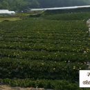 선화농장2 이미지