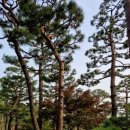 용인자연휴양림 이미지