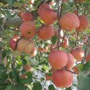 배꼽농원 이미지