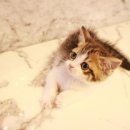 도그마루 강아지 고양이 천안아산점 이미지