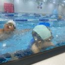 물개키즈스윔 이미지