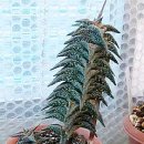 대포동-3 이미지