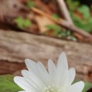 바람의꽃 이미지