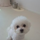 쿠첸동수원 서비스센터 | [내돈내산] 수원 인계동 애견동반 카페 추천 - 카페따돗ㅣ명당자리 추천