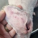 벨라 그루밍 이미지