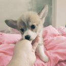 더 이쁜 멍살롱 이미지