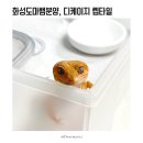 오렌지렙타일 | 화성도마뱀분양 디케이지렙타일에서
