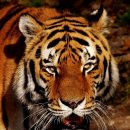 호랑이네 이미지