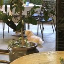 [부천 신중동역 애견동반 카페] 위브근처 넓은 카페, 커피 플레닛(Coffee Planet)🚀
